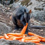 Australia saves wildlife by airdropping food