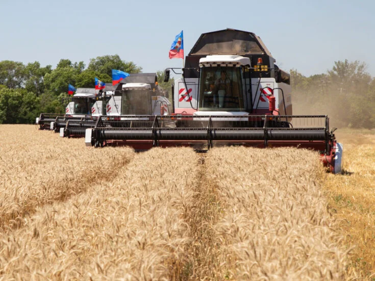 Ukraine war imperils wheat, but farmers are in no rush to pivot.