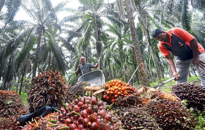 Boustead Plantations expects continued volatility in palm oil prices