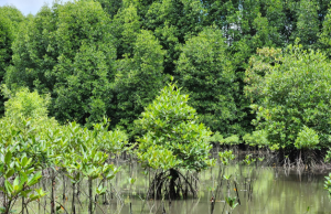 Malaysia’s Mangrove Restoration Program Gets Private Backing