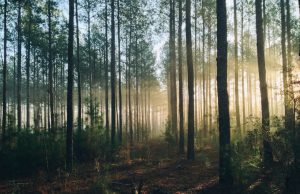India Green Credit Programme Tracks PM COP27 Pledge Indian Prime Minister Narendra Modi speaks at the COP27 summit in Sharm El-Sheikh, Egypt, proposing the Lifestyle for Environment initiative.