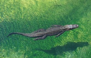 Crocodile Virgin Birth Confirmed in Costa Rica Zoo First Close-up of an American crocodile guarding a clutch of white eggs on a sandbank under zoo lighting.