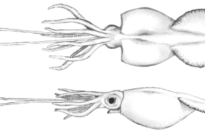 Colossal Squid Filmed in Southern Atlantic After 97 Years A juvenile colossal squid swims in the dark waters of the Southern Atlantic Ocean near the South Sandwich Islands, captured on camera by University of Essex researchers.