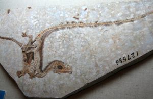 Fujianvenator Fossil Found in China Sheds Light on Bird Evolution Paleontologists carefully examine the Fujianvenator dinosaur fossil unearthed in Fujian, China, highlighting its two wing-like limbs.