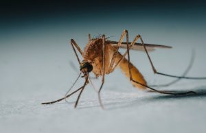Ghana Approves Second Malaria Vaccine for Children A healthcare worker holds a vial of the R21/Matrix-M malaria vaccine in a clinic, preparing to administer it to a young child.