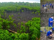 Malaysia’s Mangrove Restoration Program Gets Private Backing Malaysia Mangrove Restoration Private Funding