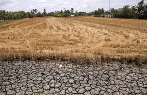 Vietnam’s Mekong Delta Faces Worst Saltwater Intrusion in Years Mekong Delta Saltwater Intrusion Farmland