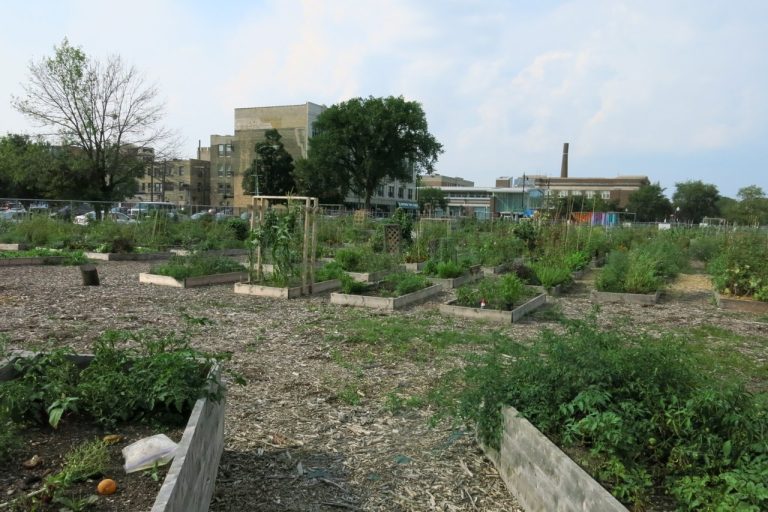 Residents Fill City Food Deserts with New Community Gardens