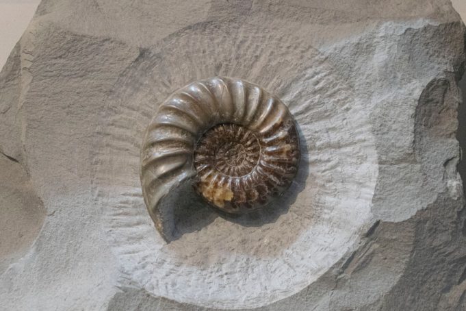 Fossilized Jaws Found in Japan Suggest Giant Octopuses Were Top Predators Fossilized Jaws Found in Japan Suggest Giant Octopuses Were Top Predators