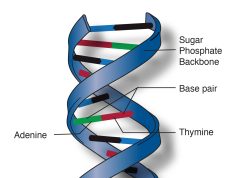 Scientists Edit Human Embryo Genes, Reviving Ethics Debate Dna Double Helix