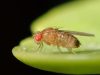 Scientists Run a Real Fly Brain Inside a Virtual Body Fruit Fly