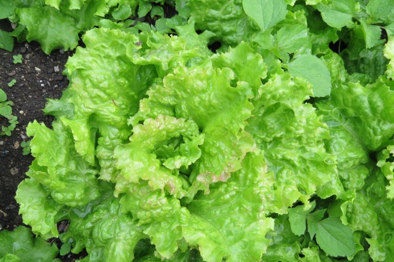 Lettuce’s Ancient Roots Complicate Modern Food Safety Challenges