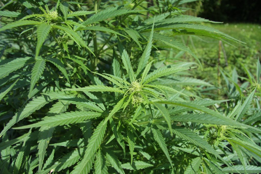 DEA Judge Pauses Marijuana Rescheduling Hearing Over Government Report