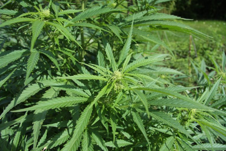 DEA Judge Pauses Marijuana Rescheduling Hearing Over Government Report