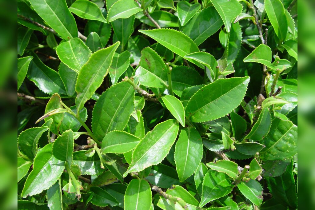 Camellia Sinensis Tea Leaf Being Brewed