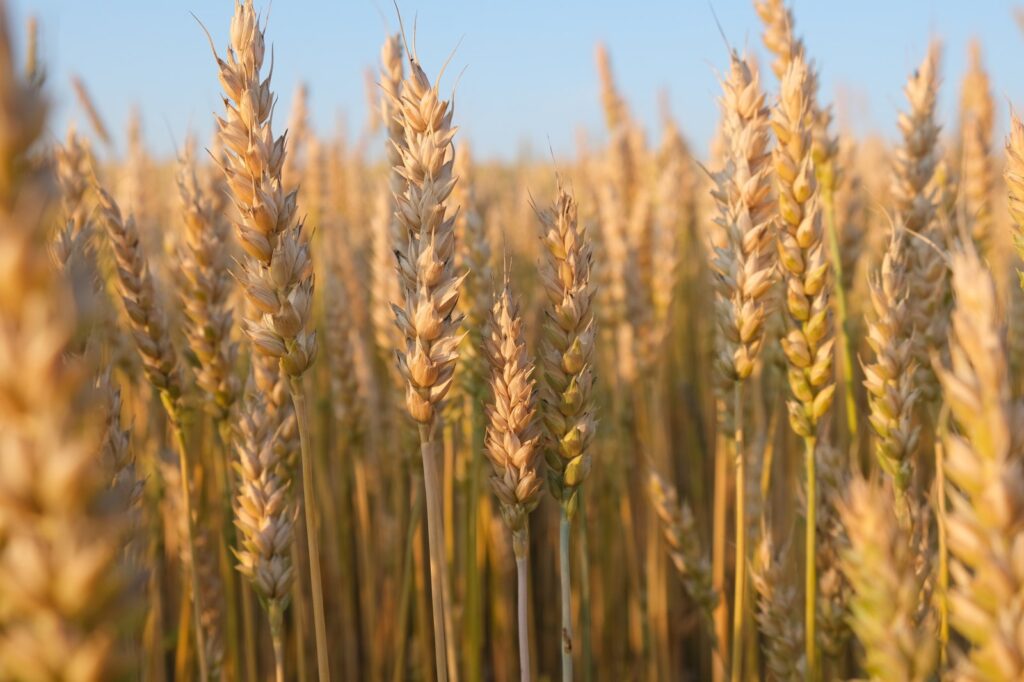 War, Weather, Shipping Costs Drive Food Prices