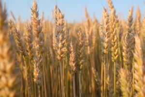 War, Weather, Shipping Costs Drive Food Prices