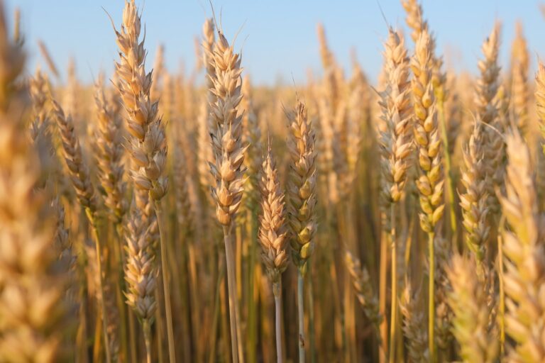 War, Weather, Shipping Costs Drive Food Prices