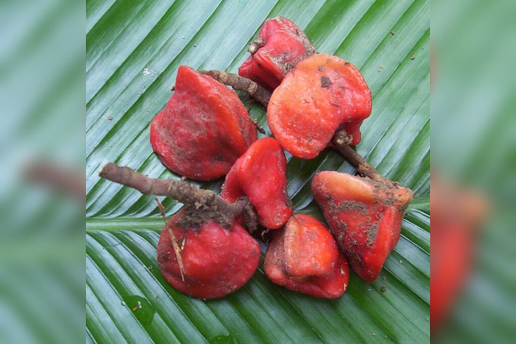 West African Katemfe Fruit Thaumatococcus Daniellii Fru